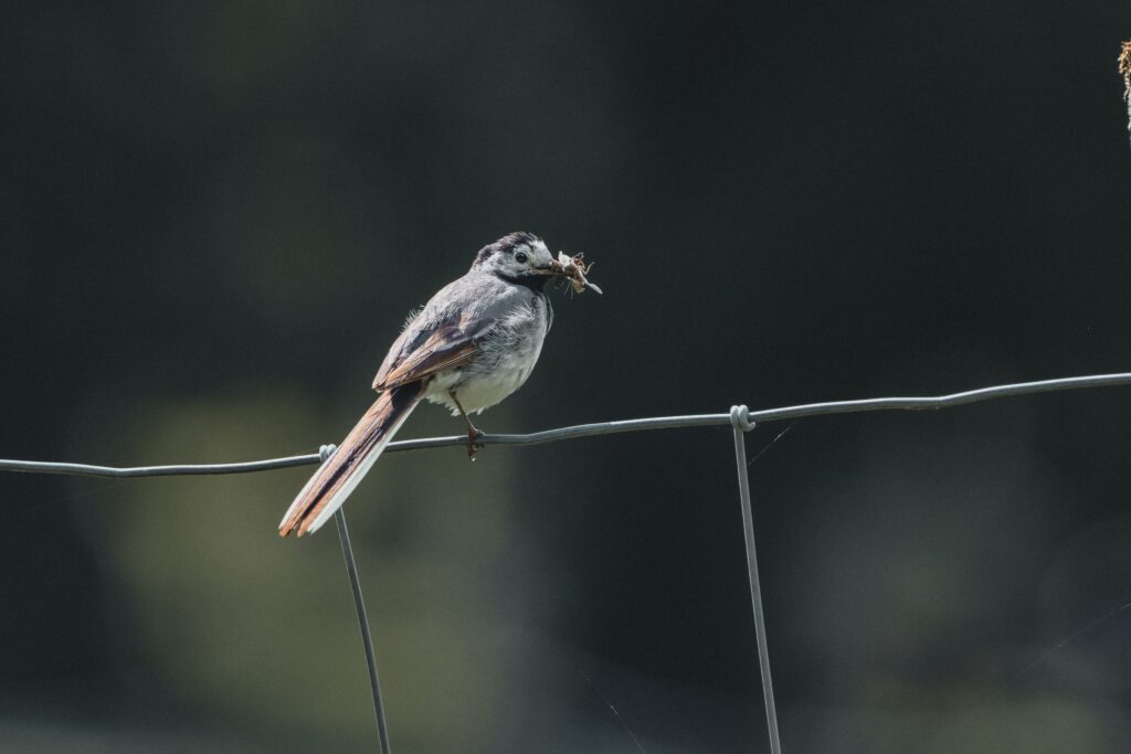 Entegre Zararlı Mücadelesi