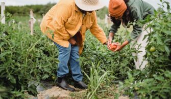 İyi Tarım Uygulamaları