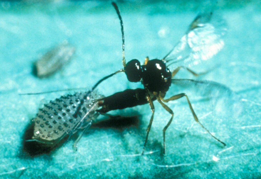 Trioxys complanatus, Biyolojik Mücadele