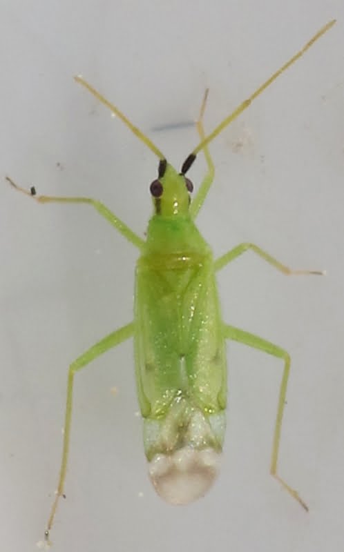 Macrolophus pygmaeus, Biyolojik Mücadele